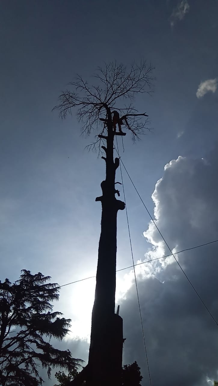 Trabajo realizado - Podas El Castor