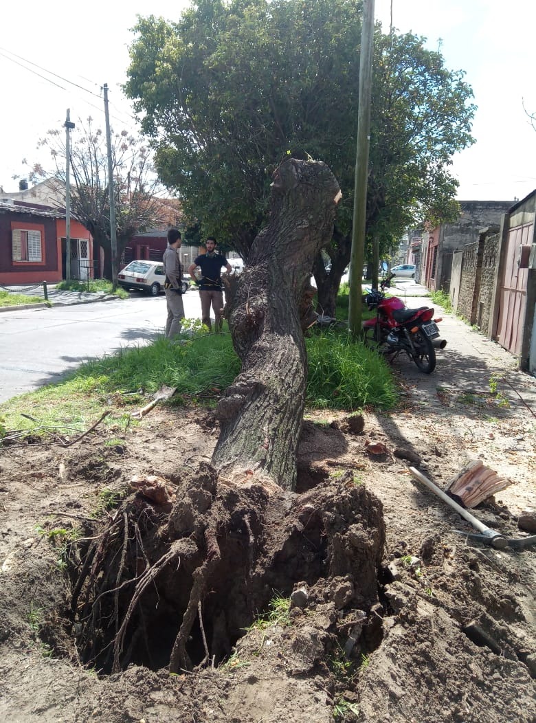 Trabajo realizado - Podas El Castor