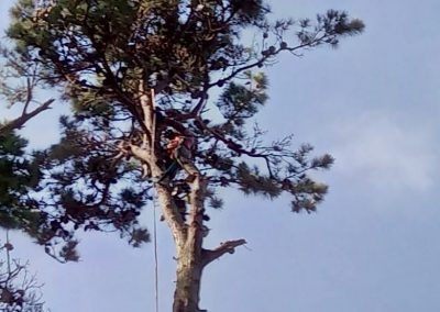 Trabajo realizado - Podas El Castor