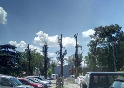 Trabajo realizado - Podas El Castor