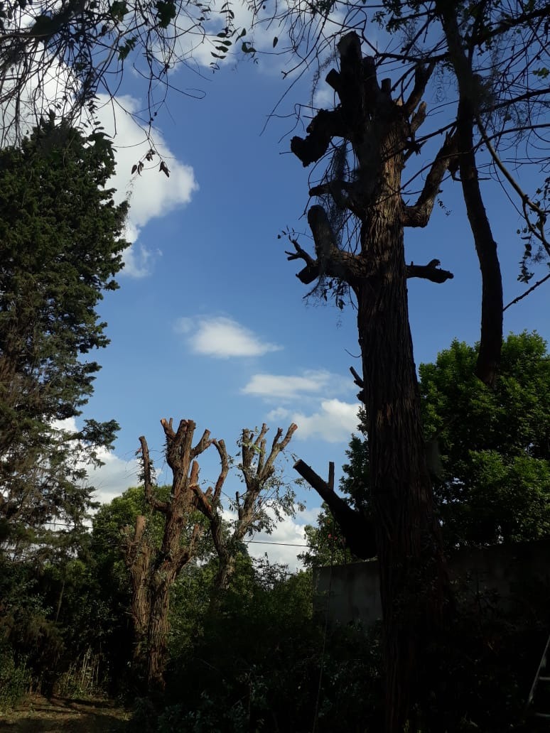 Trabajo realizado - Podas El Castor