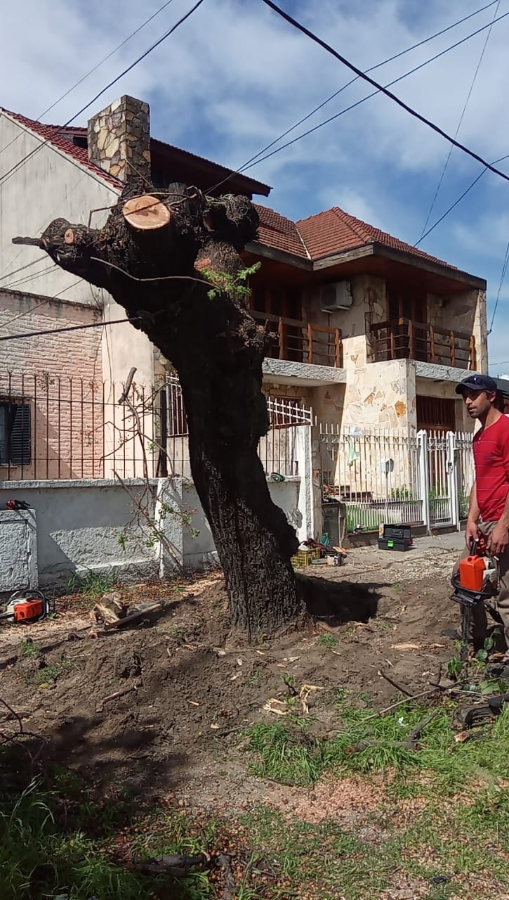Trabajo realizado - Podas El Castor