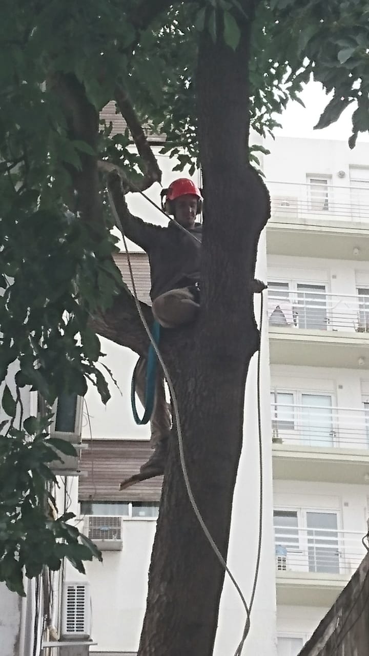 Trabajo realizado - Podas El Castor