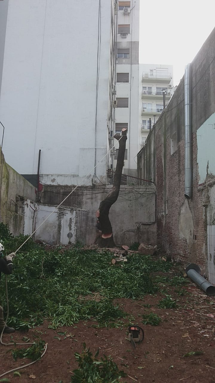 Trabajo realizado - Podas El Castor