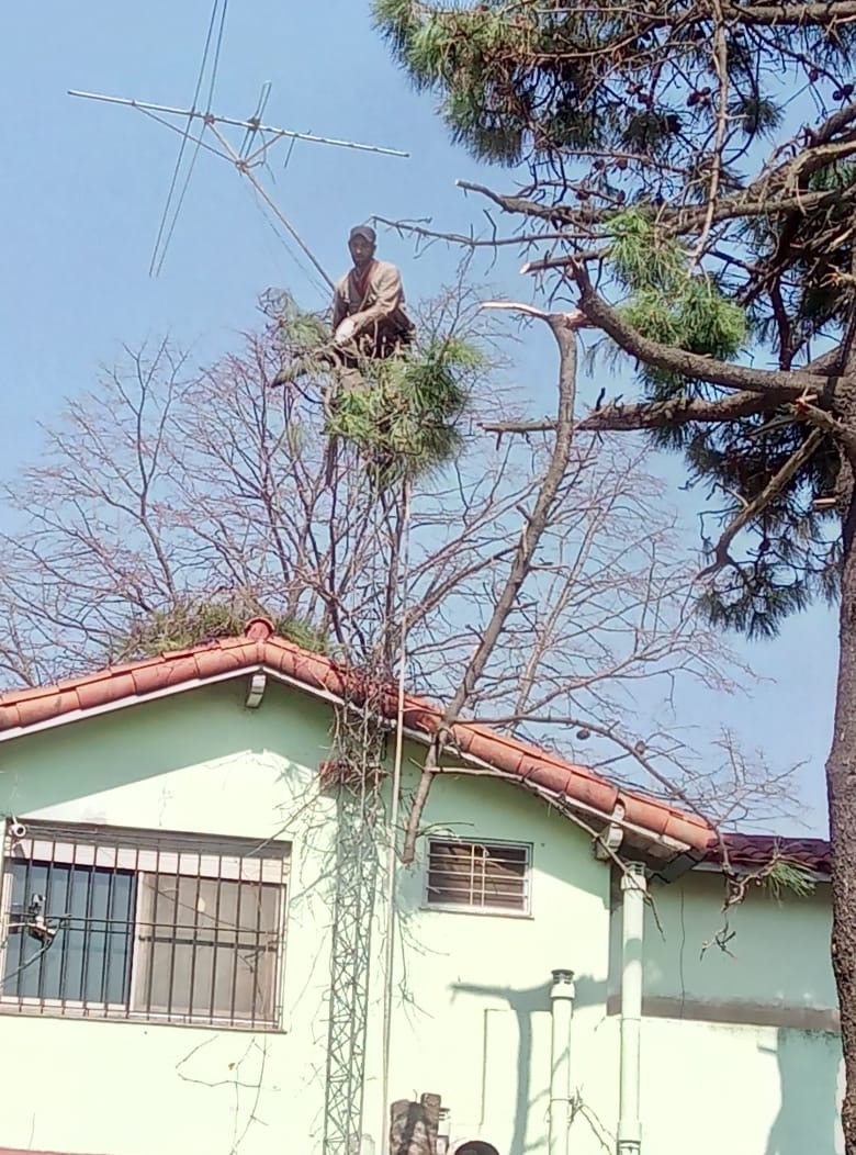 Trabajo realizado - Podas El Castor