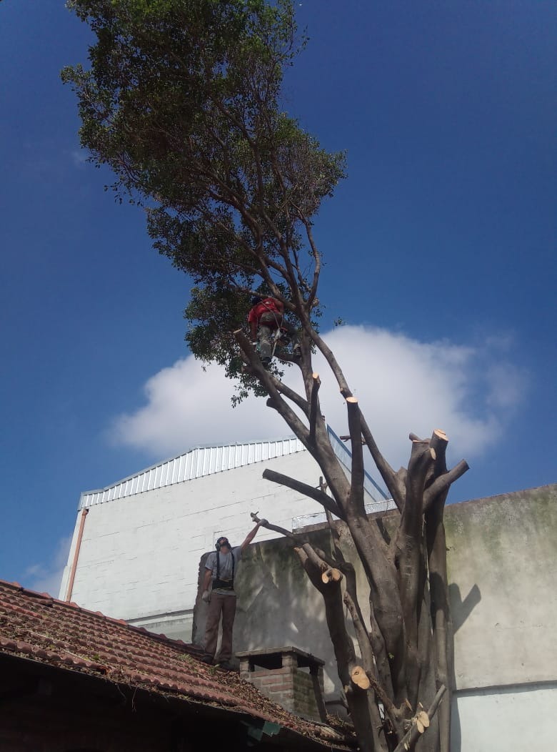 Trabajo realizado - Podas El Castor