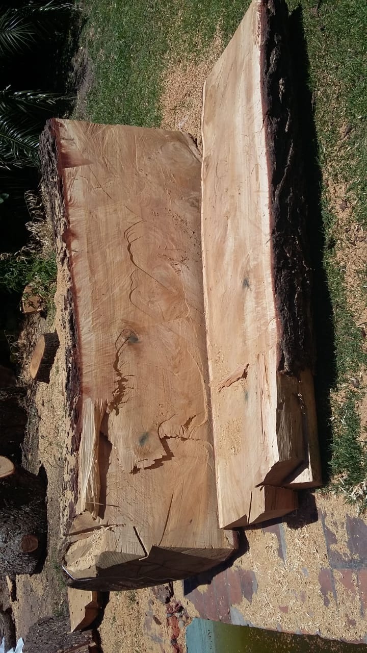 Trabajo realizado - Podas El Castor