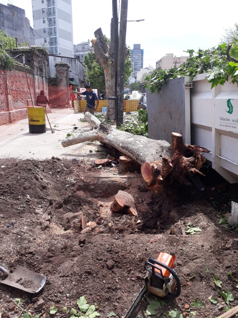 Trabajo realizado - Podas El Castor