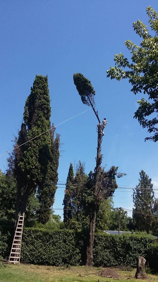 Trabajo realizado - Podas El Castor