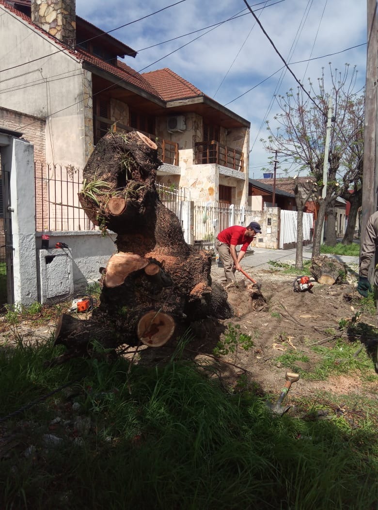 Trabajo realizado - Podas El Castor