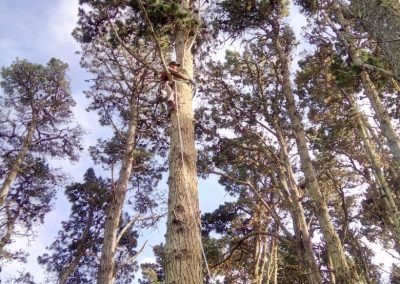 Trabajo realizado - Podas El Castor