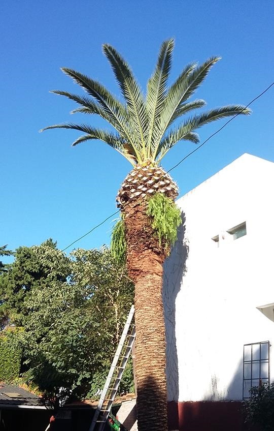 Trabajo realizado - Podas El Castor