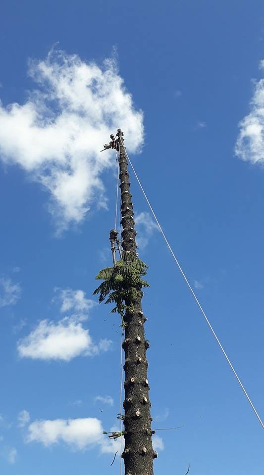 Trabajo realizado - Podas El Castor