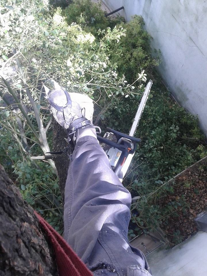 Trabajo realizado - Podas El Castor