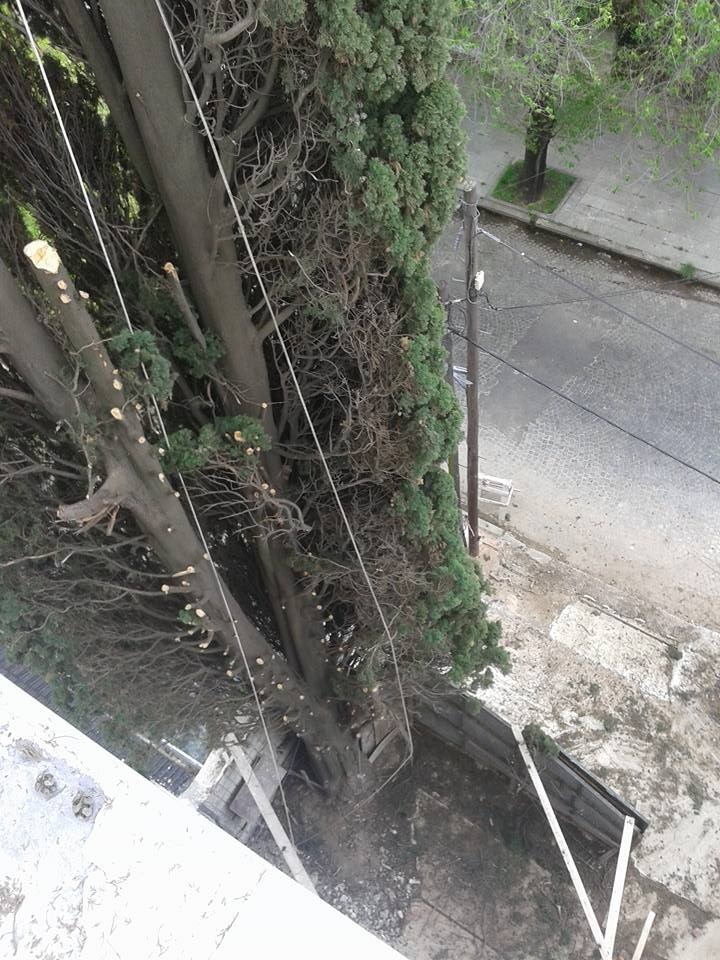 Trabajo realizado - Podas El Castor