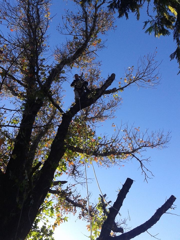 Trabajo realizado - Podas El Castor