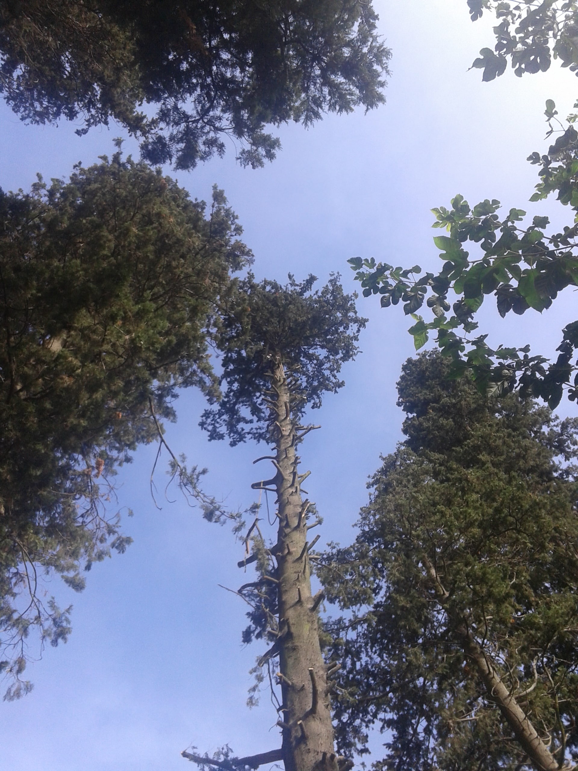 Trabajo realizado - Podas El Castor