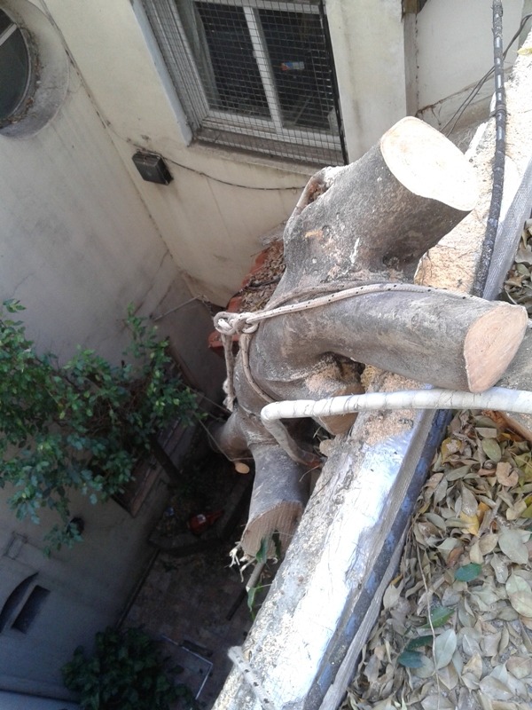 Trabajo realizado - Podas El Castor