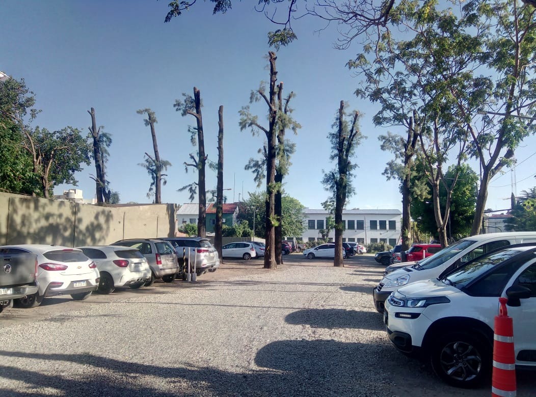 Trabajo realizado - Podas El Castor