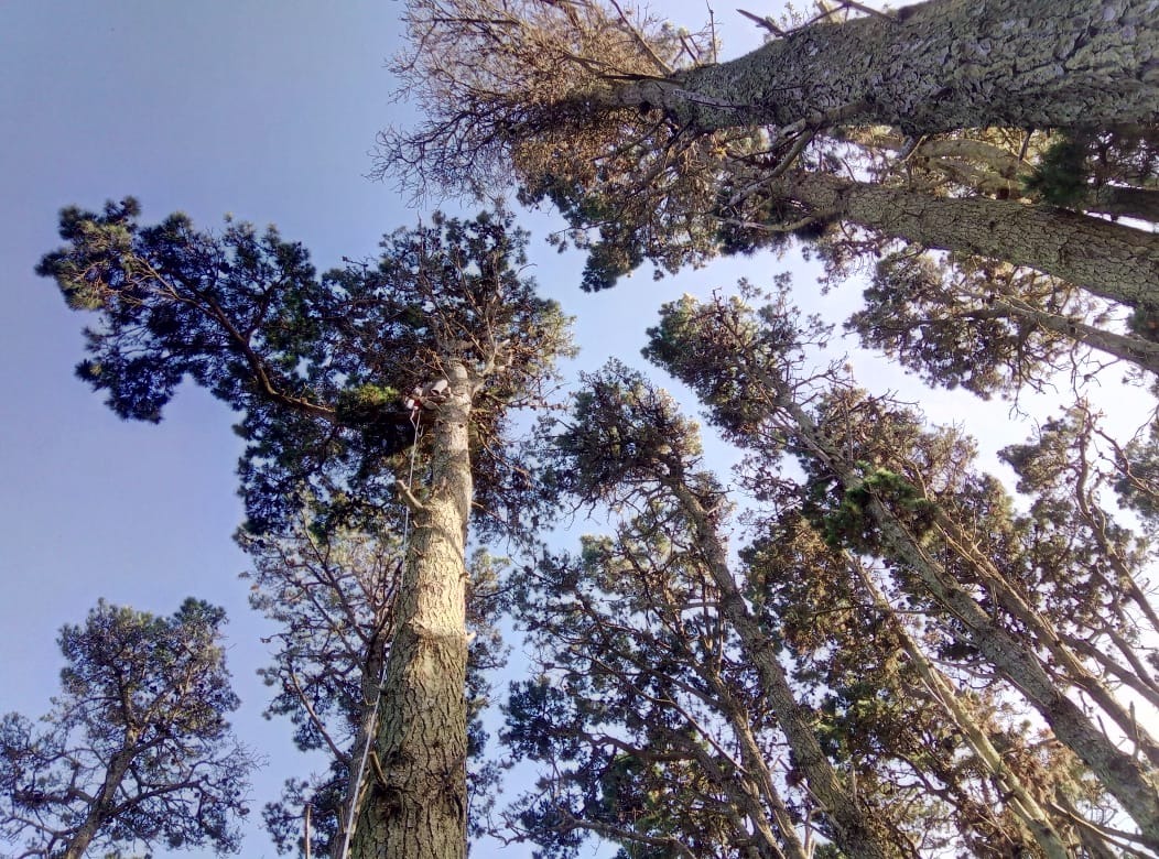 Trabajo realizado - Podas El Castor