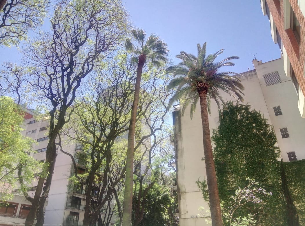 Trabajo realizado - Podas El Castor