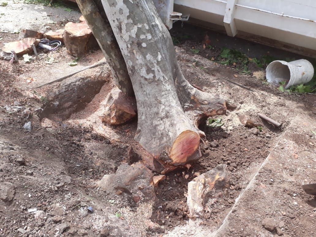 Trabajo realizado - Podas El Castor