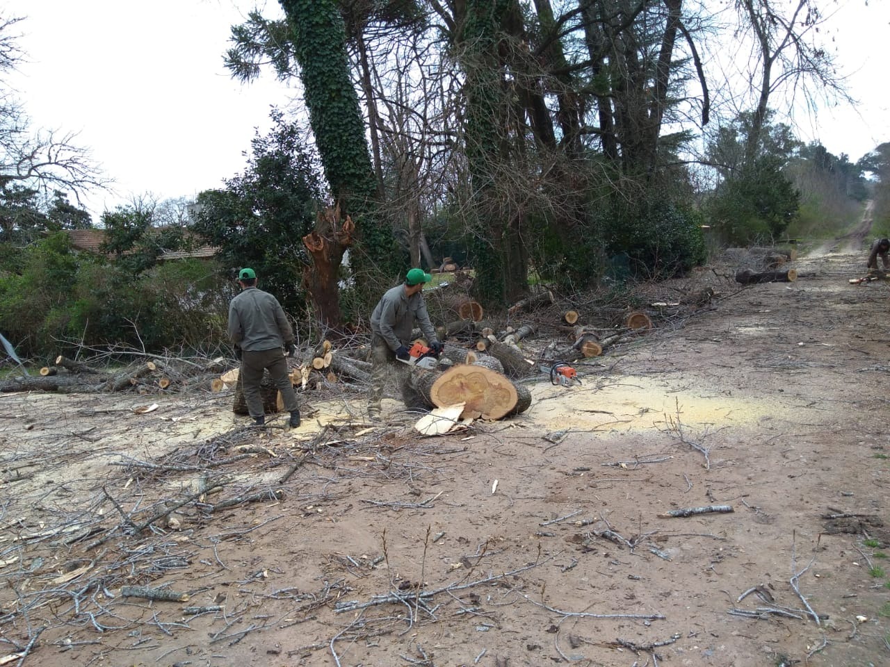 Trabajo realizado - Podas El Castor