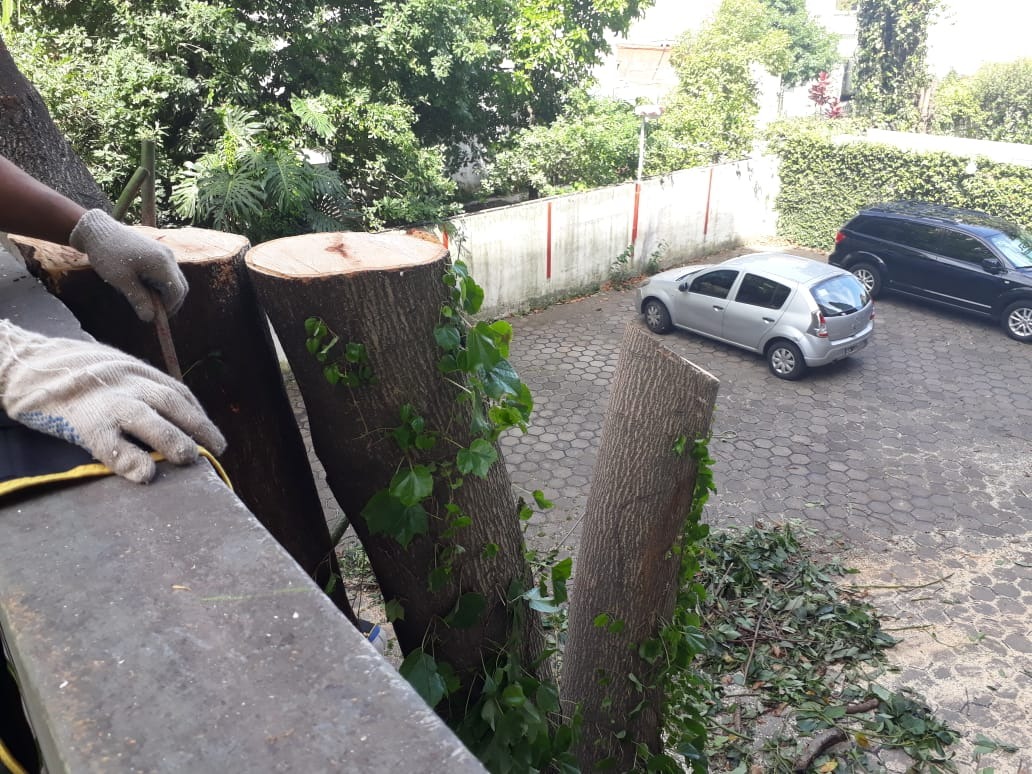 Trabajo realizado - Podas El Castor
