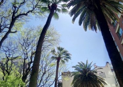 Trabajo realizado - Podas El Castor