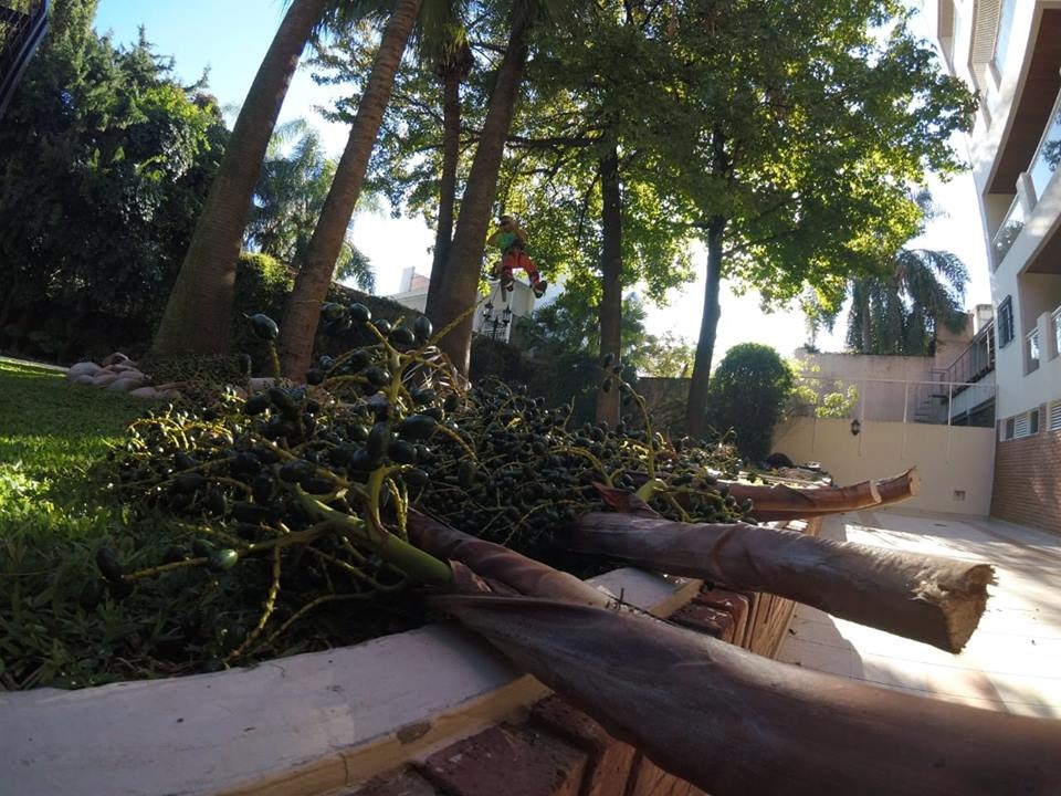 Trabajo realizado - Podas El Castor