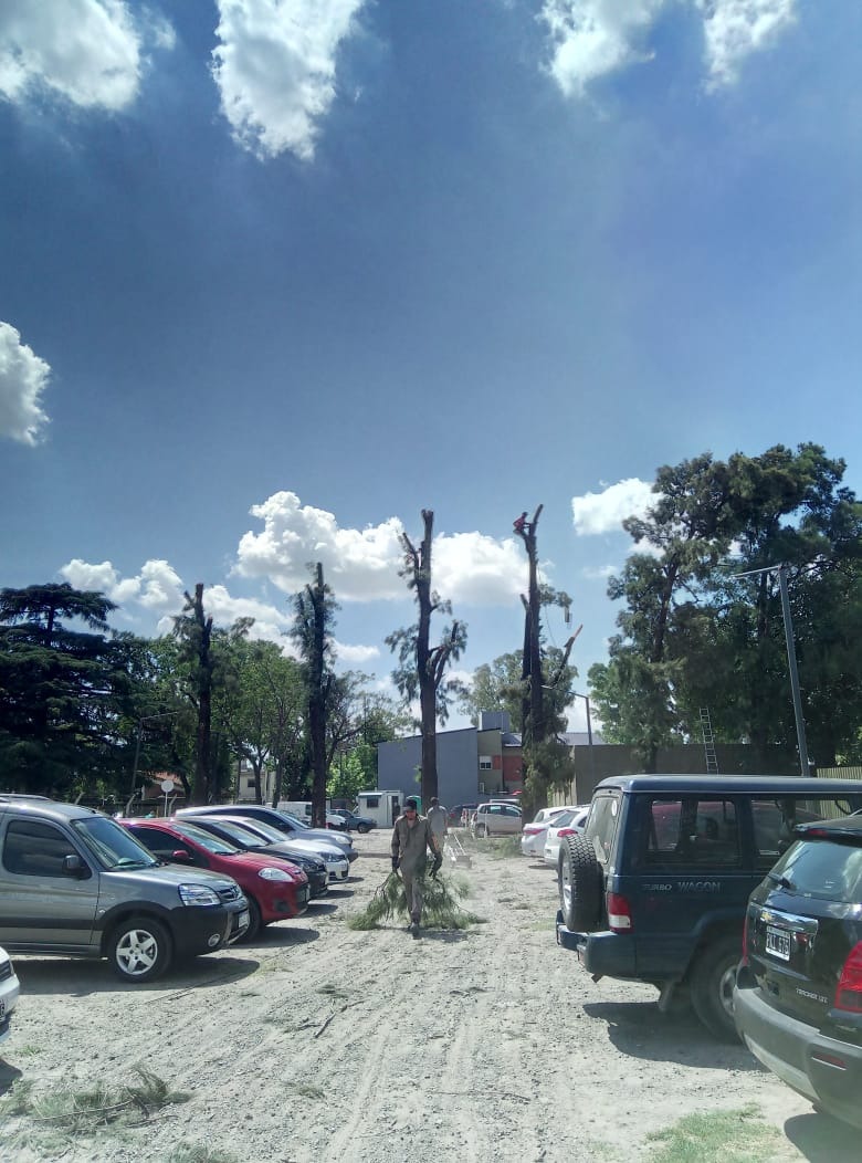 Trabajo realizado - Podas El Castor