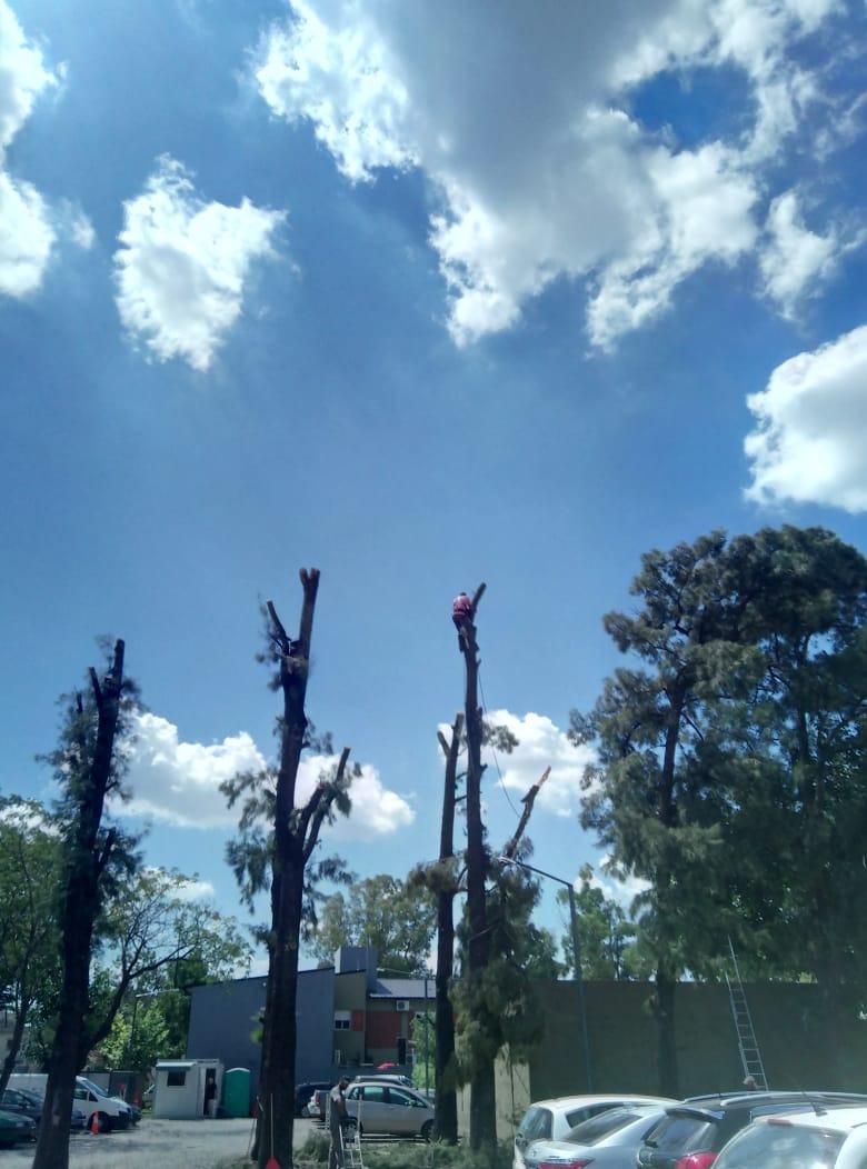 Trabajo realizado - Podas El Castor