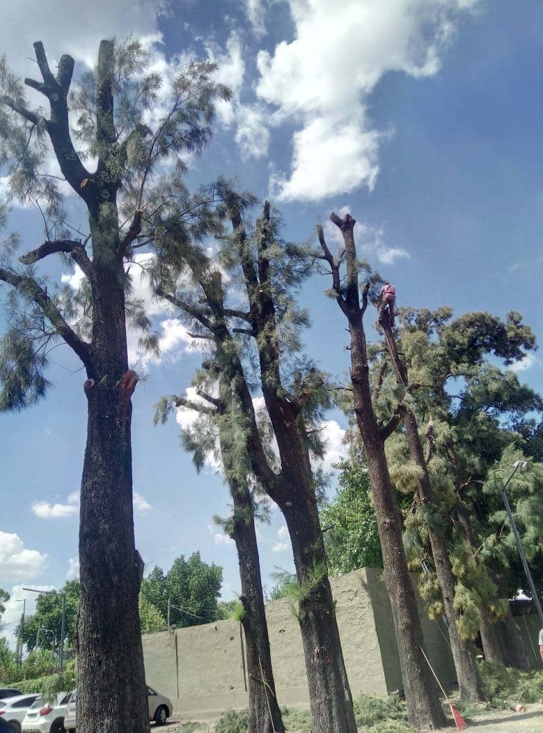 Trabajo realizado - Podas El Castor