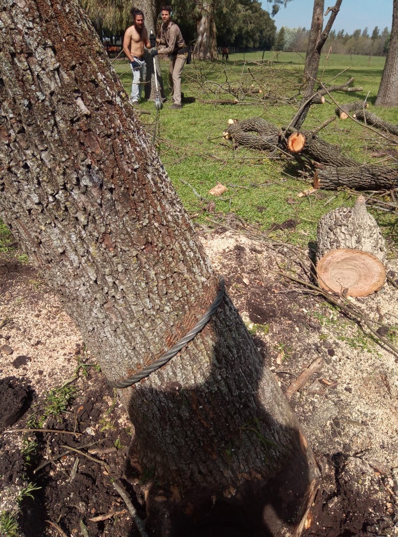 Trabajo realizado - Podas El Castor