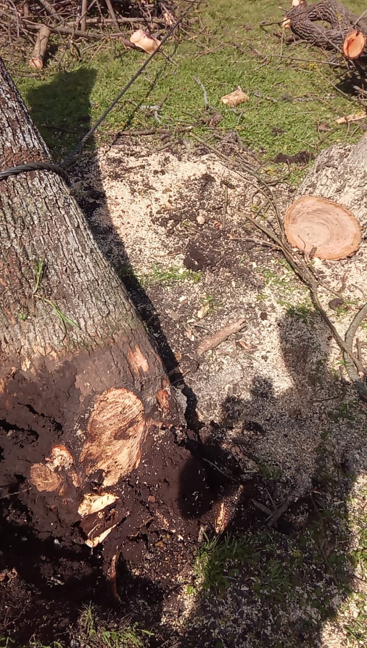 Trabajo realizado - Podas El Castor