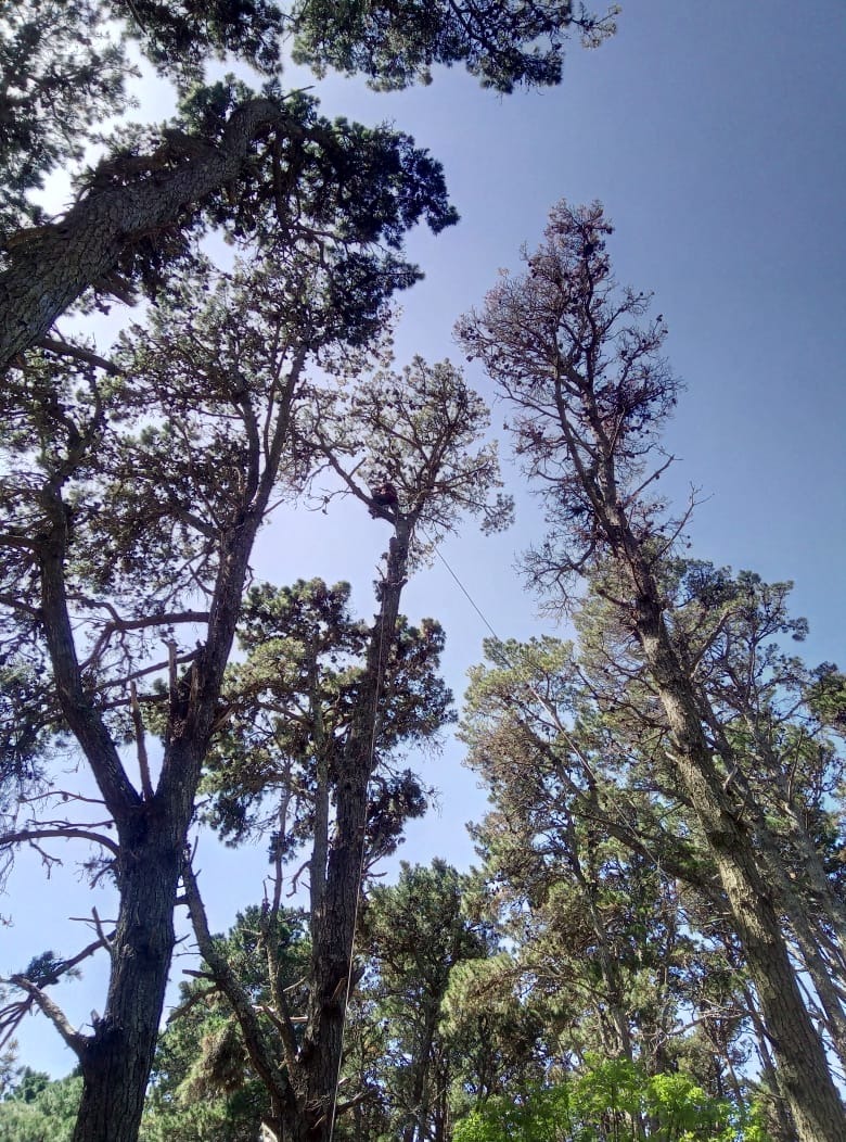 Trabajo realizado - Podas El Castor