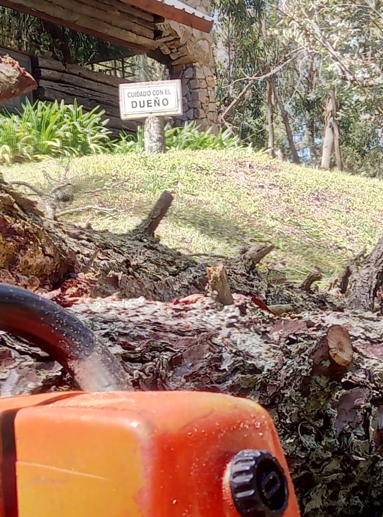 Trabajo realizado - Podas El Castor