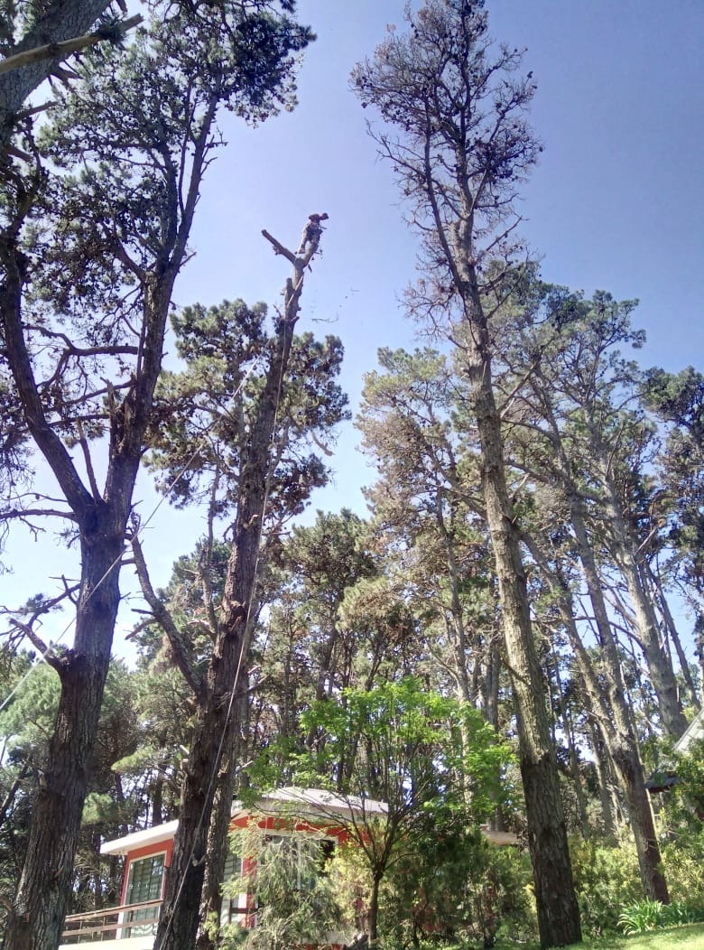 Trabajo realizado - Podas El Castor