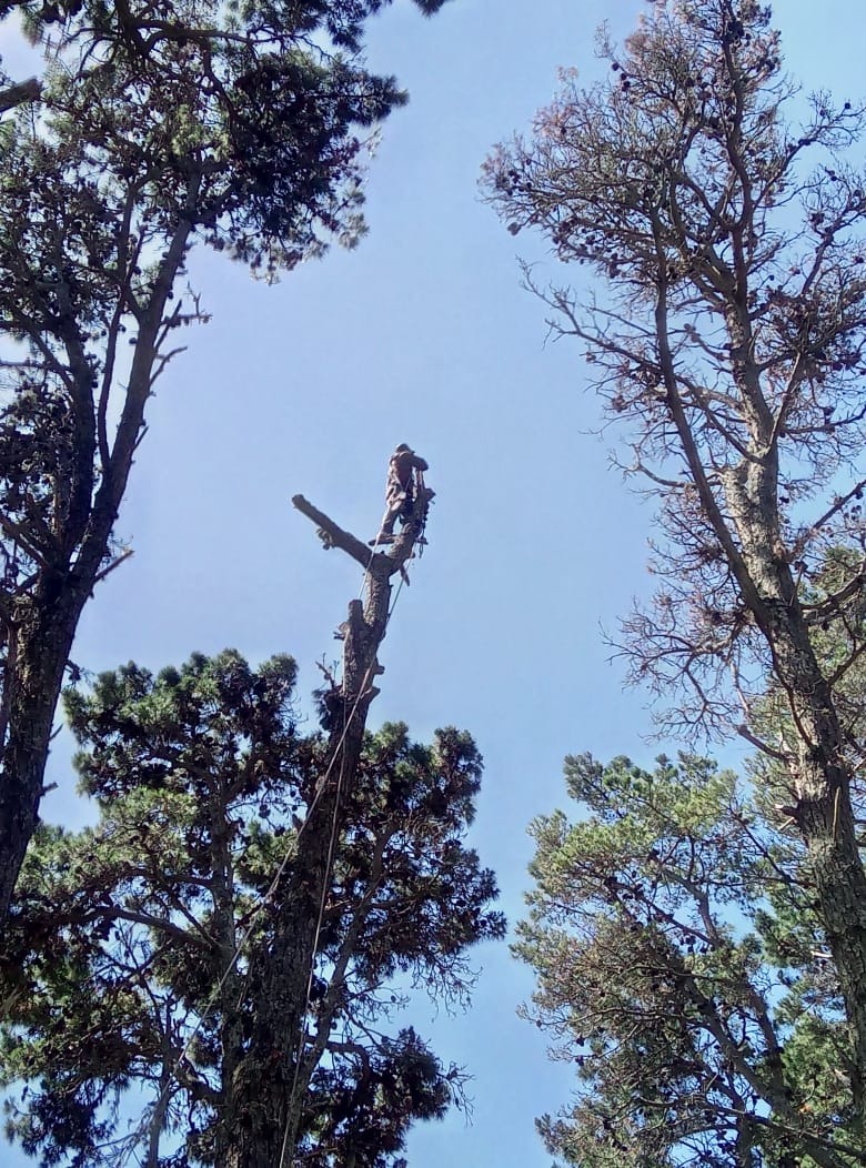 Trabajo realizado - Podas El Castor