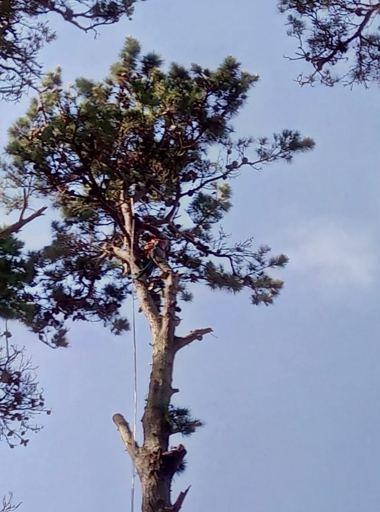Trabajo realizado - Podas El Castor