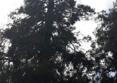 Trabajo realizado - Podas El Castor