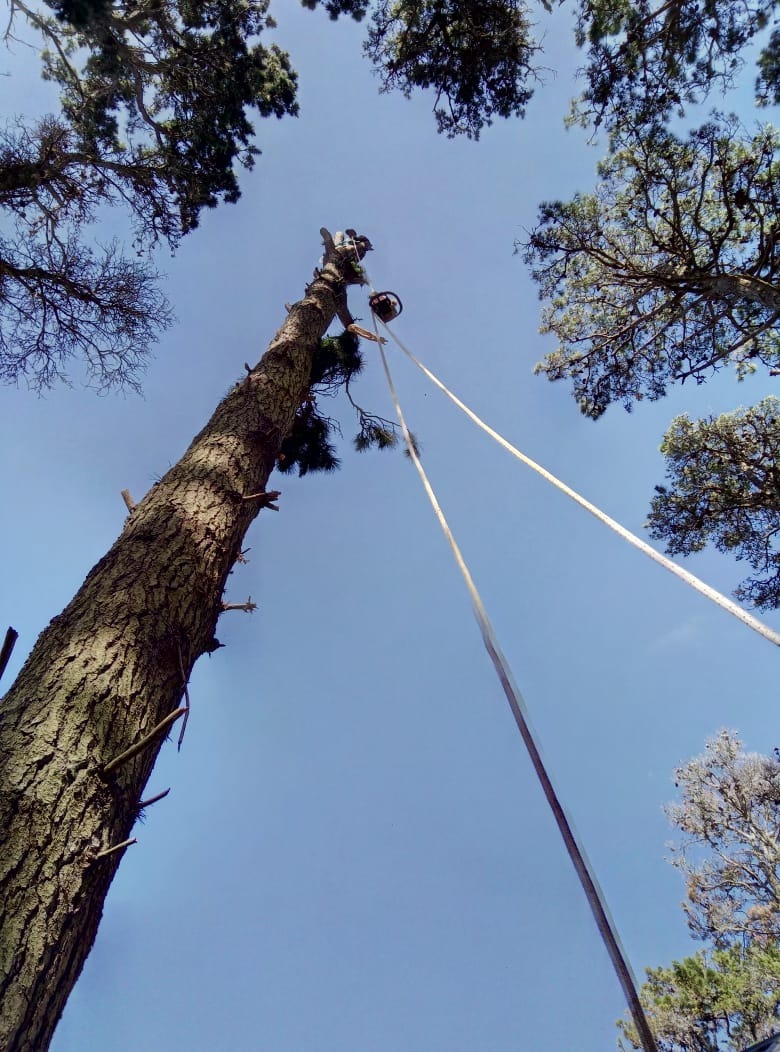Trabajo realizado - Podas El Castor