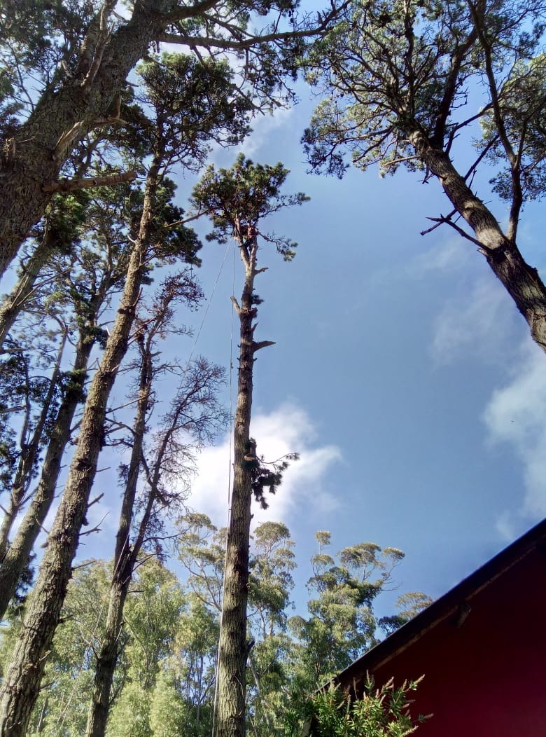 Trabajo realizado - Podas El Castor