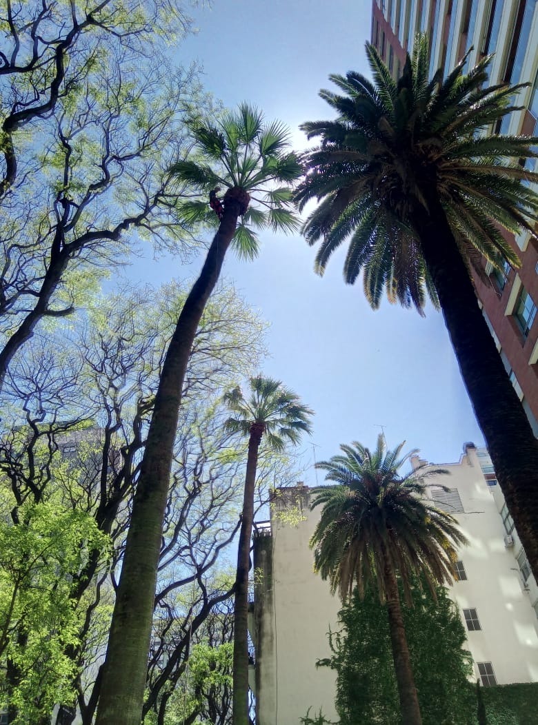 Trabajo realizado - Podas El Castor