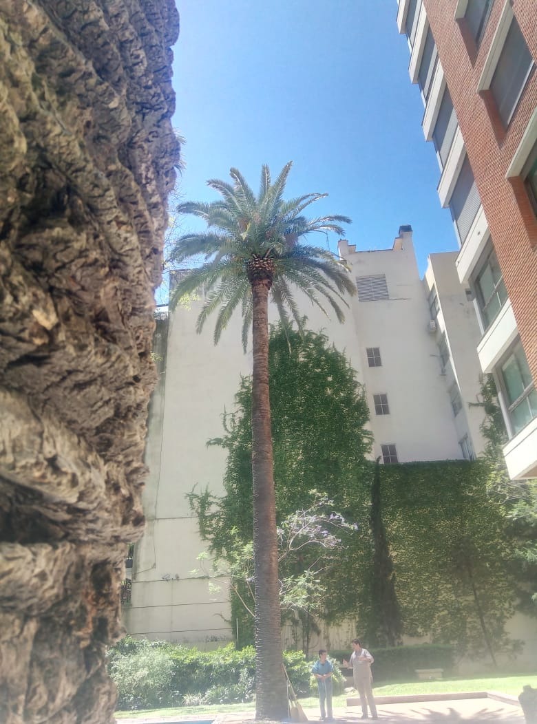 Trabajo realizado - Podas El Castor