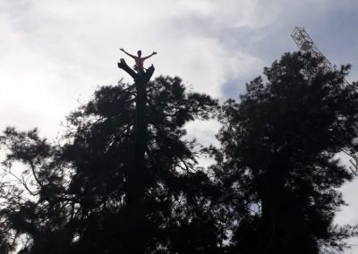 Trabajo realizado - Podas El Castor