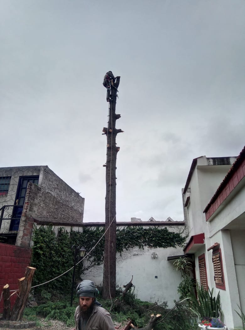 Trabajo realizado - Podas El Castor