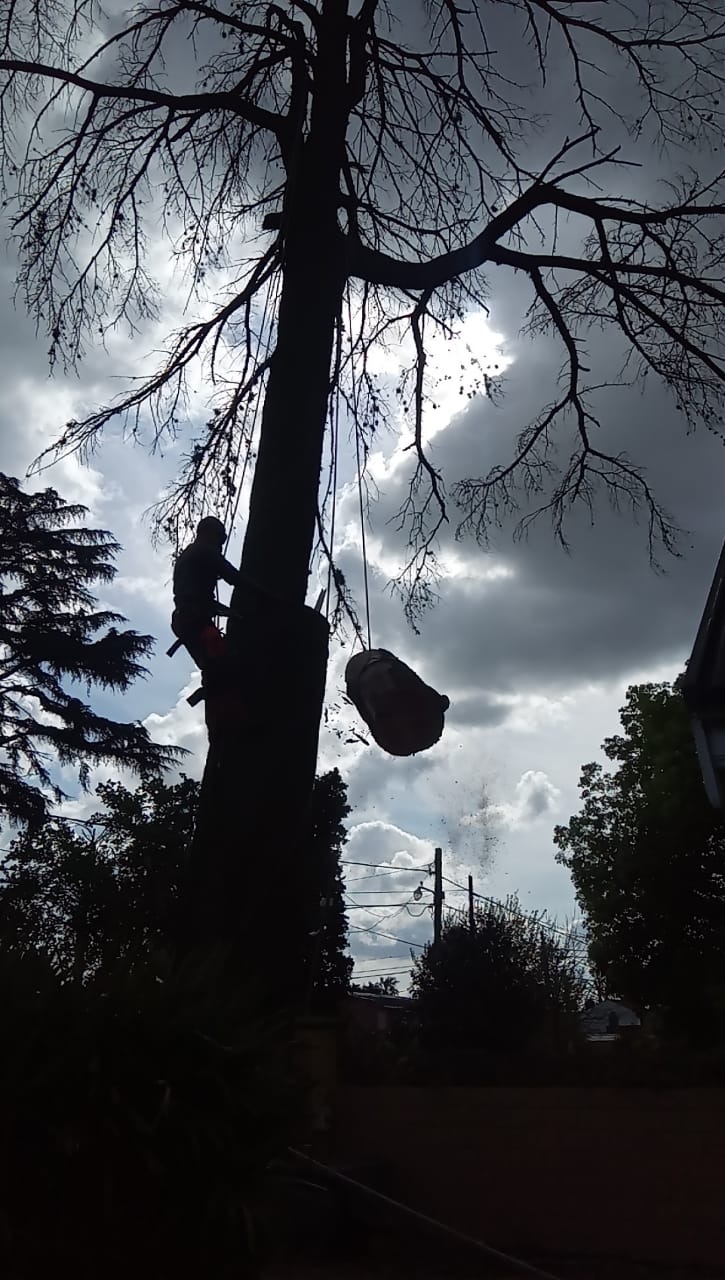 Trabajo realizado - Podas El Castor