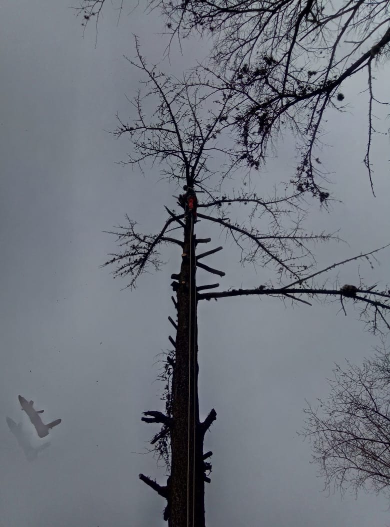 Trabajo realizado - Podas El Castor