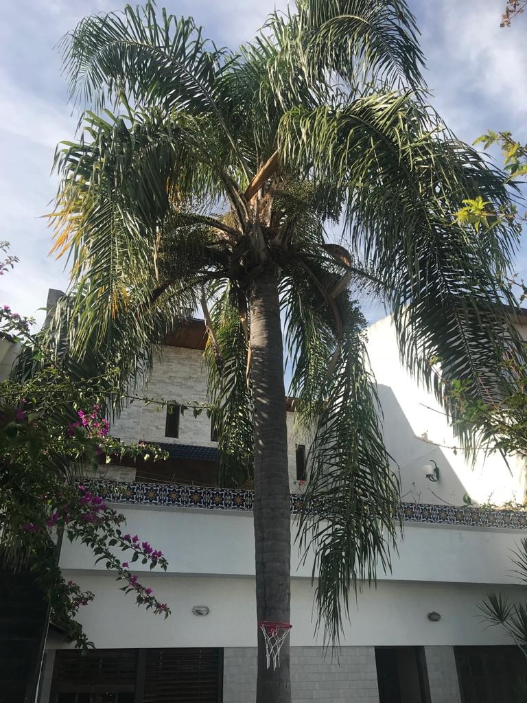 Trabajo realizado - Podas El Castor